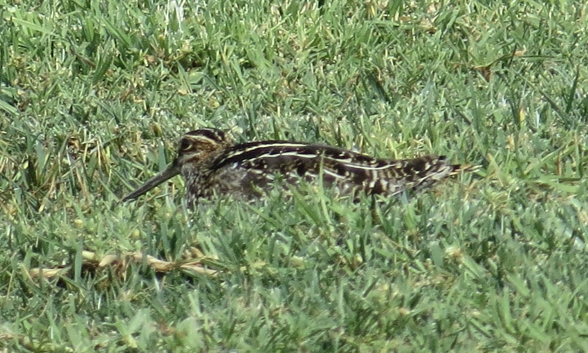 Wilson's Snipe - Thomas Wurster