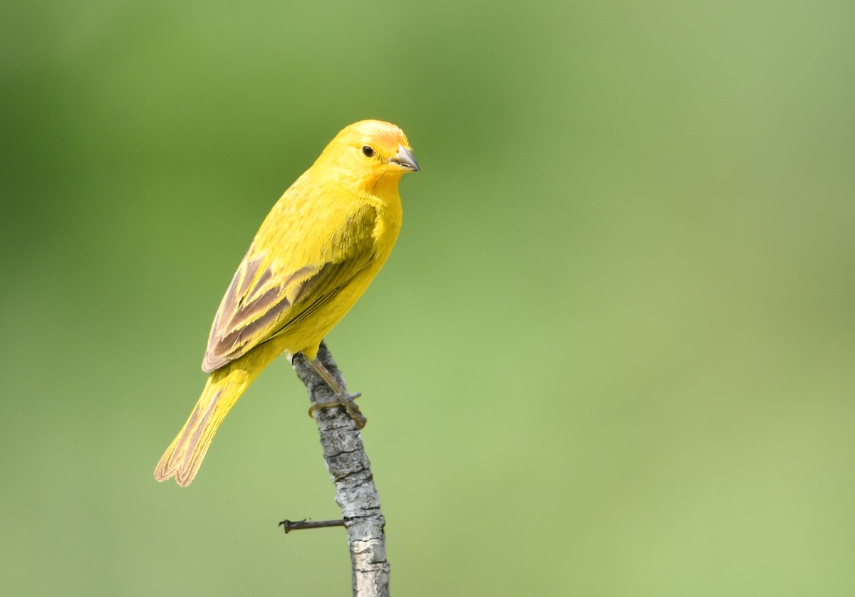 Saffron Finch - Rob Cahill