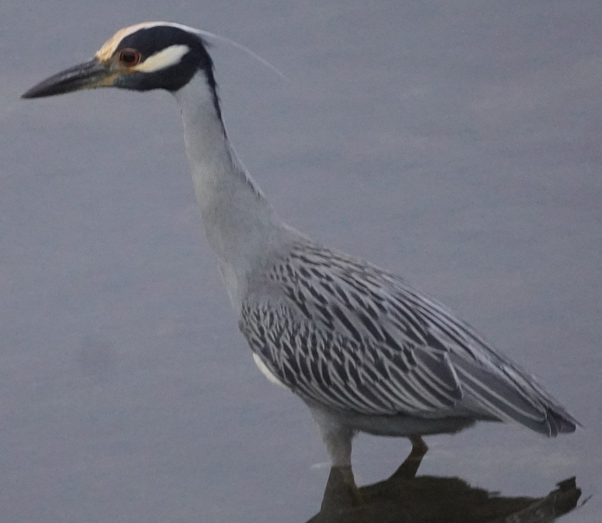 Yellow-crowned Night Heron - ML611212632