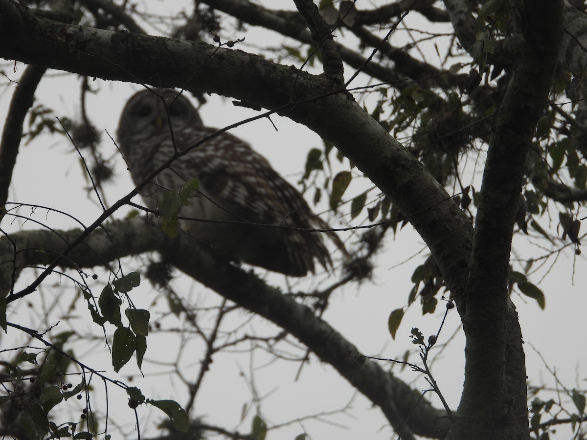 Barred Owl - Terry  Little
