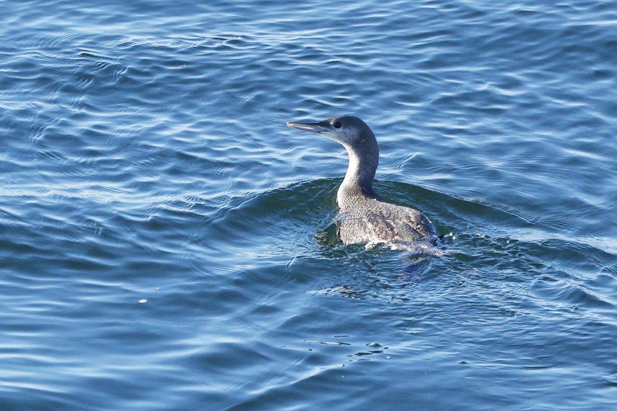 Red-throated Loon - ML611212711