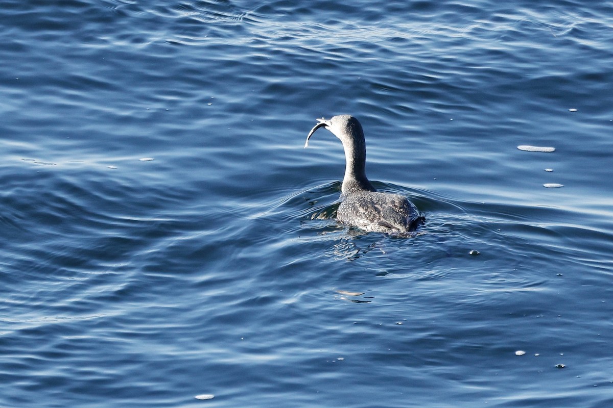 Red-throated Loon - ML611212712