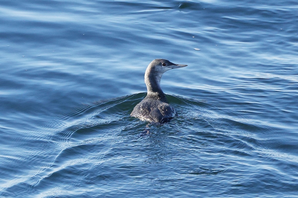 Red-throated Loon - ML611212713