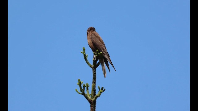 Brown Falcon - ML611212781