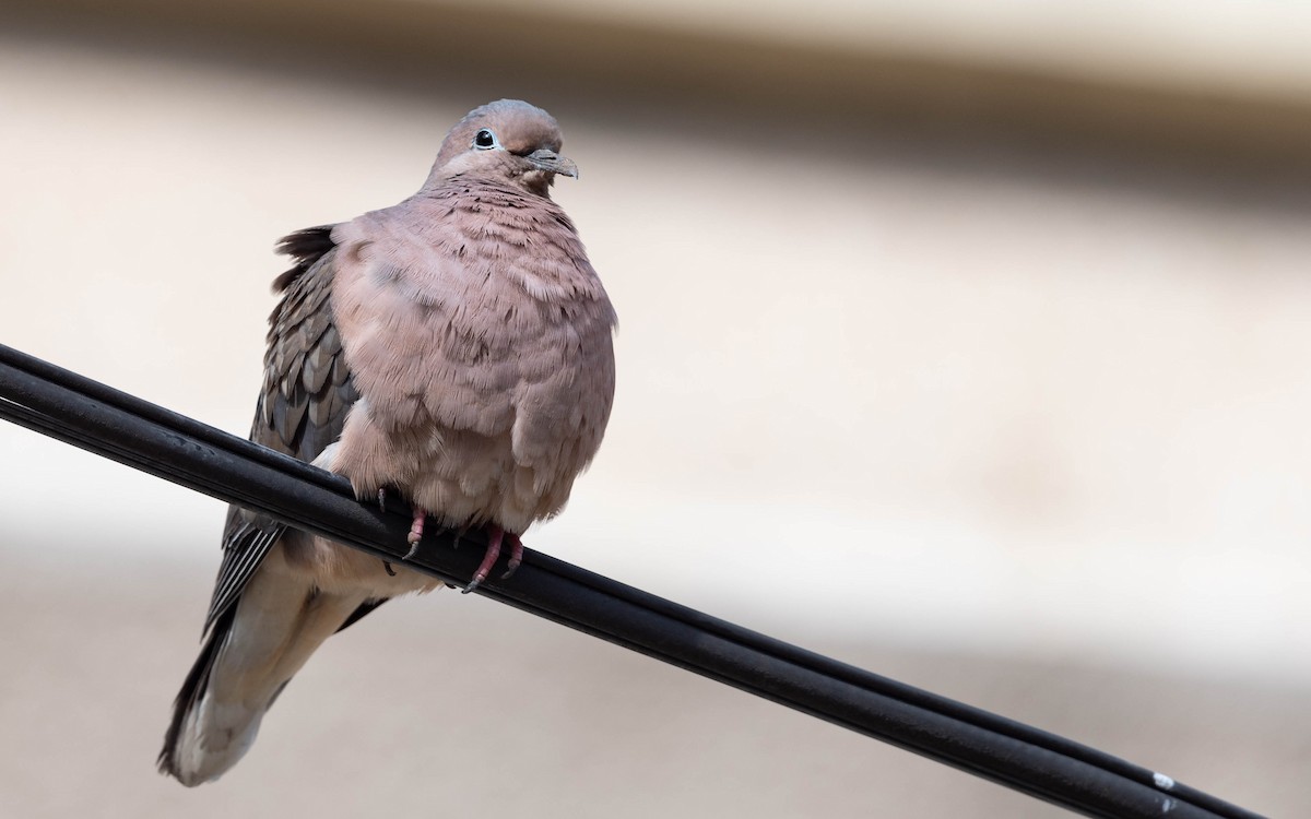 Eared Dove - Andra Florea