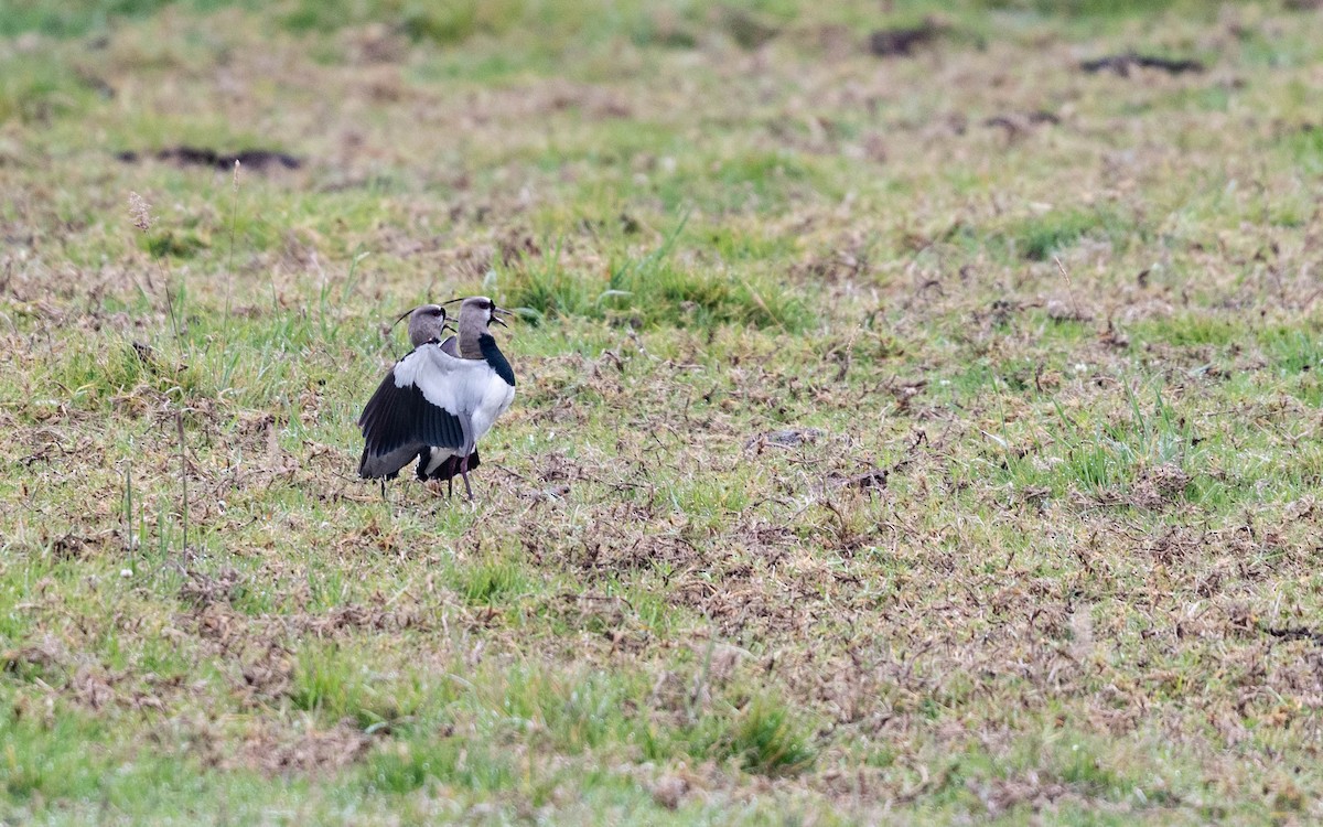 Southern Lapwing - ML611212801