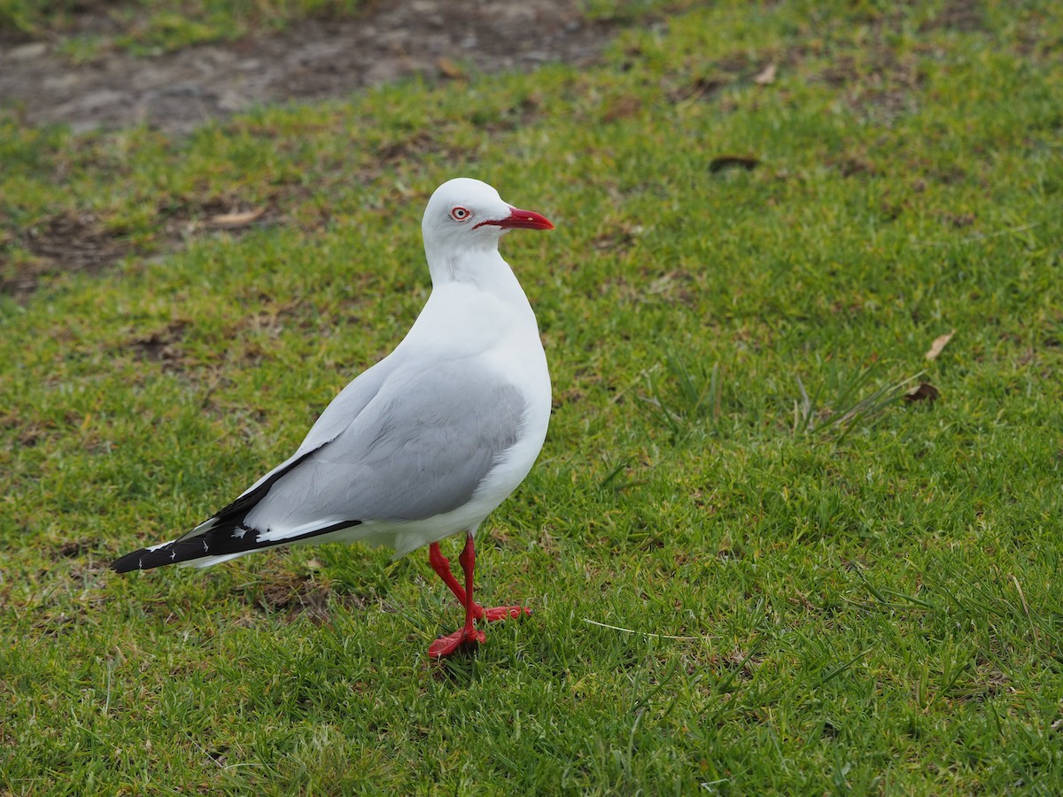 Gaviota Plateada - ML611212823