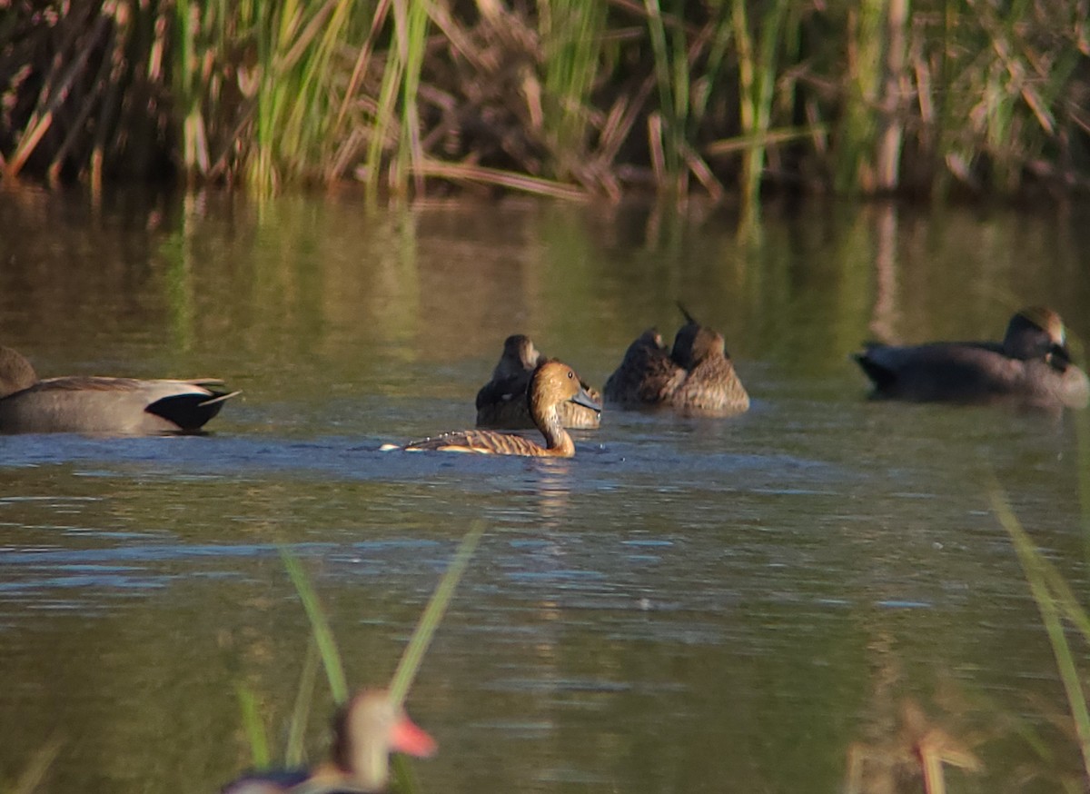 Fulvous Whistling-Duck - ML611212944