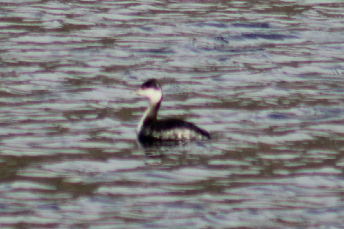 Eared Grebe - ML611213025