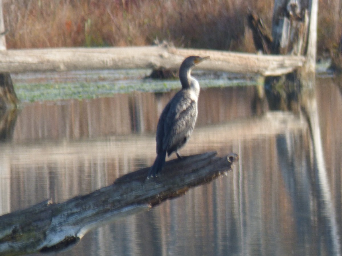 Double-crested Cormorant - ML611213041