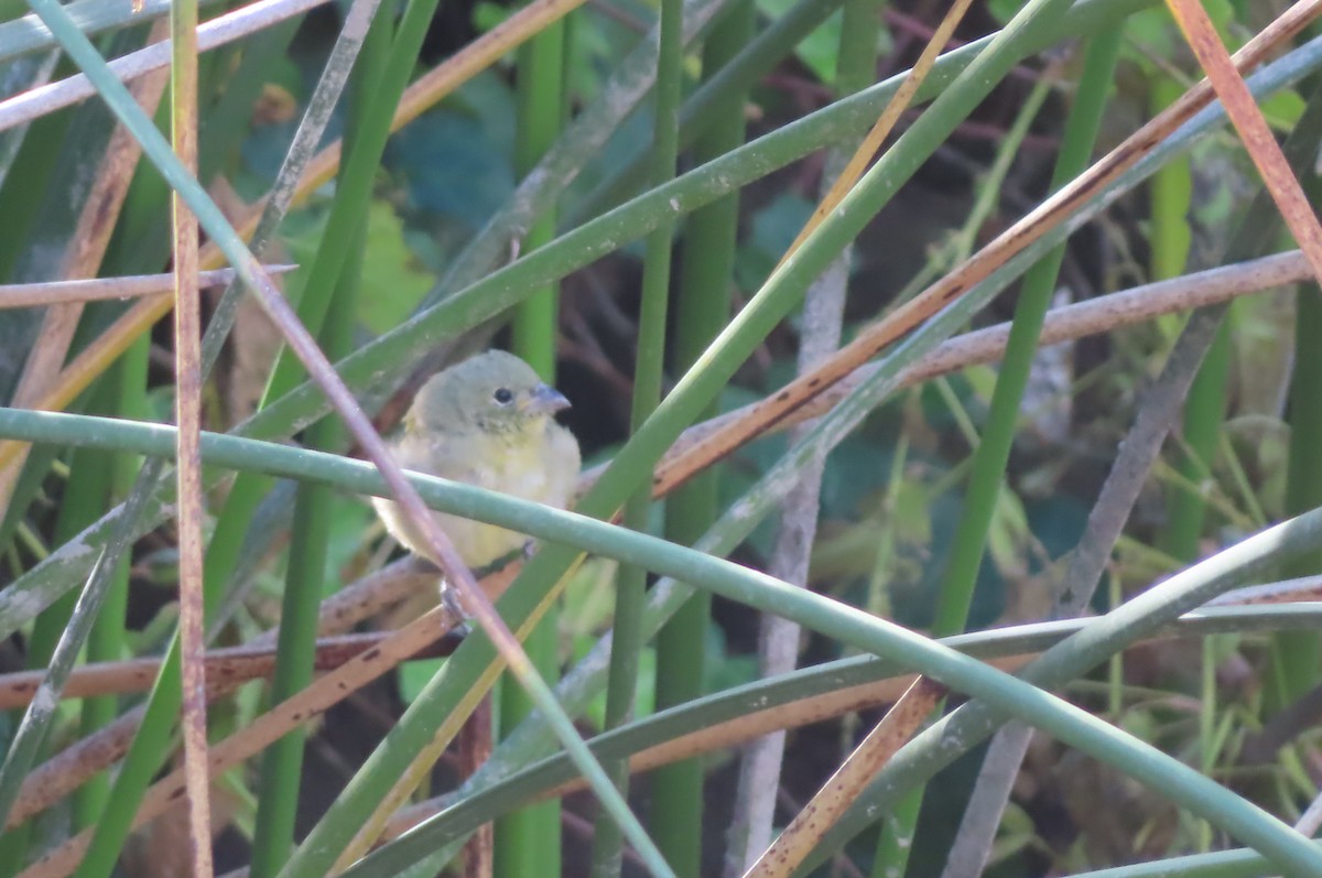 Painted Bunting - ML611213090