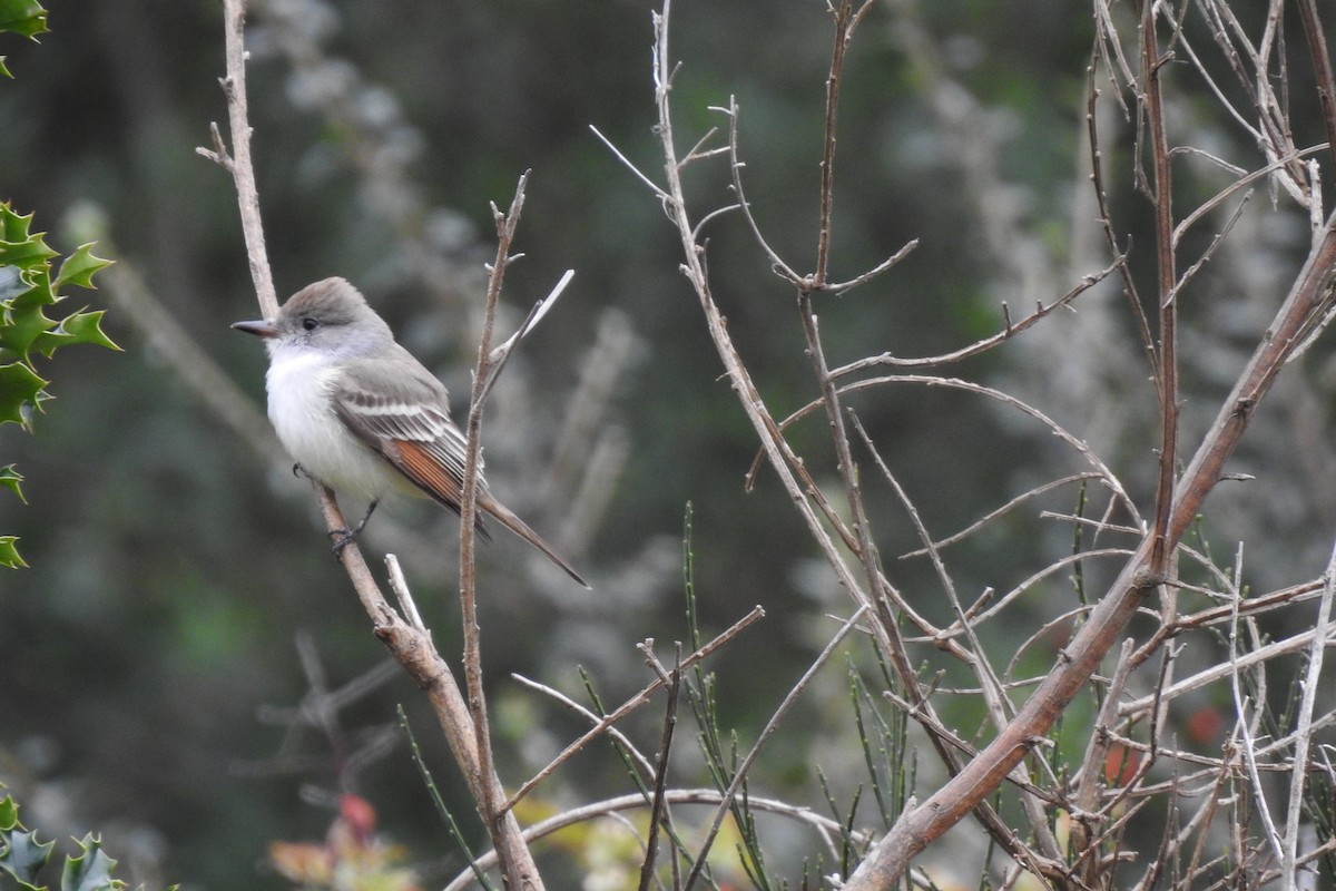 Ash-throated Flycatcher - ML611213108