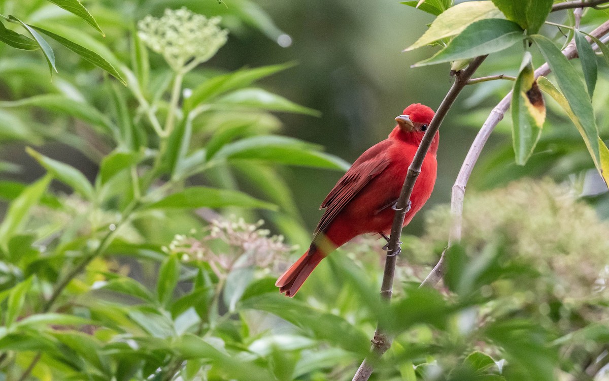 Summer Tanager - Andra Florea