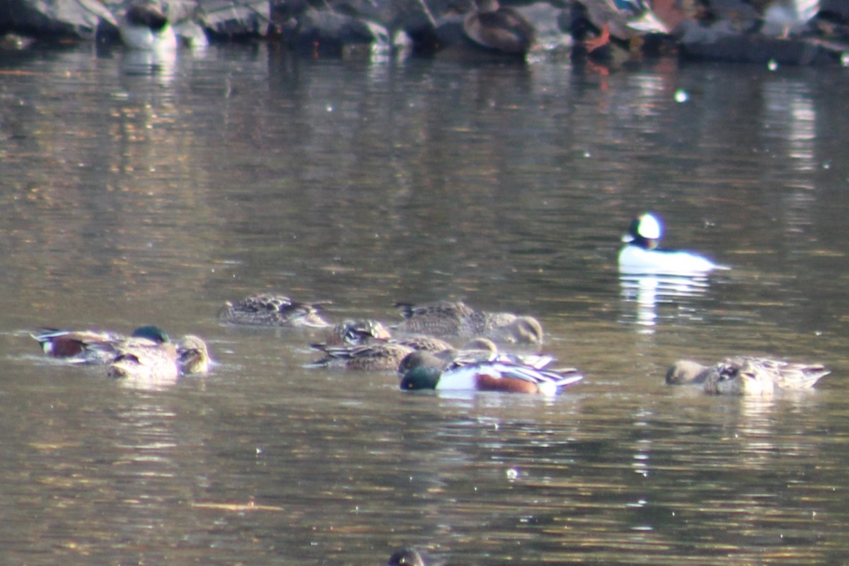 Northern Shoveler - ML611213300