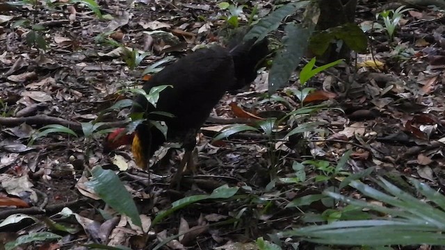 Australian Brushturkey - ML611213341