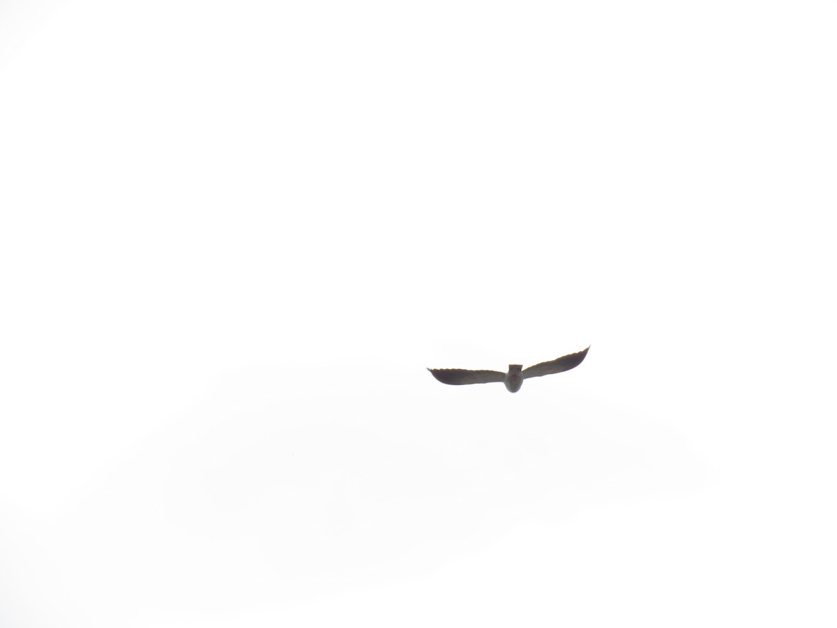 holub australský - ML611213373