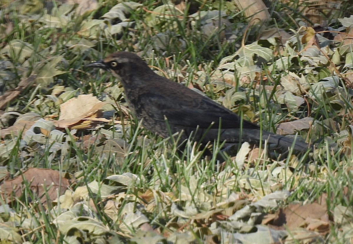 Rusty Blackbird - ML611213456