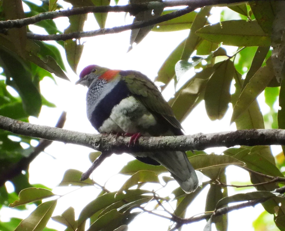 Superb Fruit-Dove - ML611213472