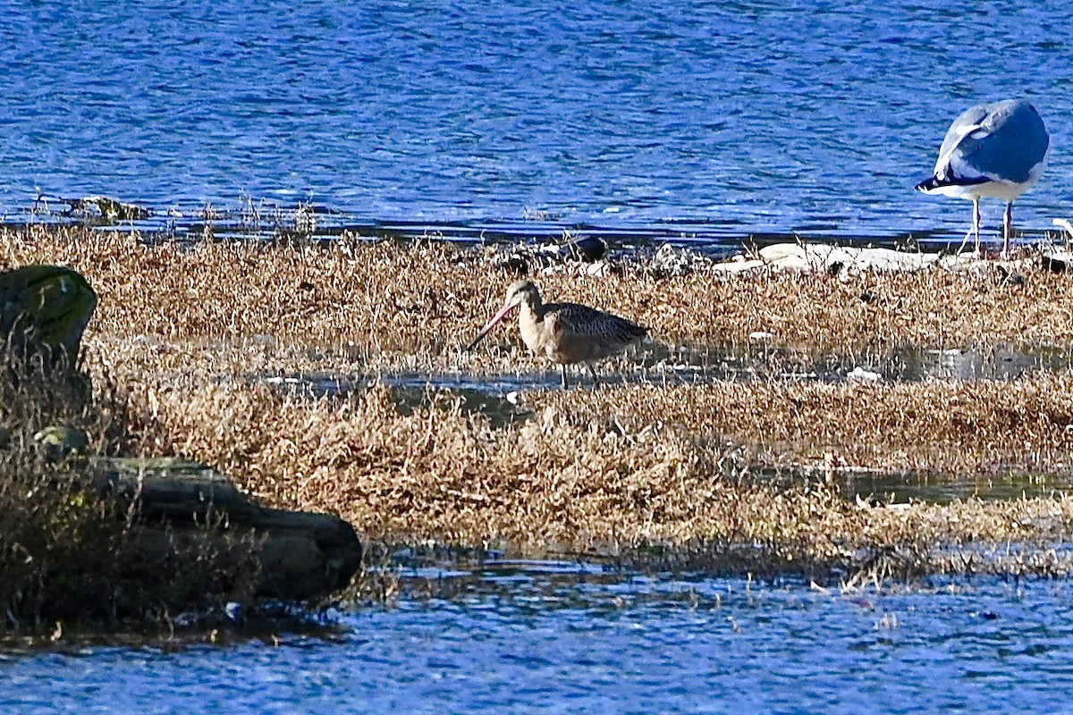 Marbled Godwit - ML611213488