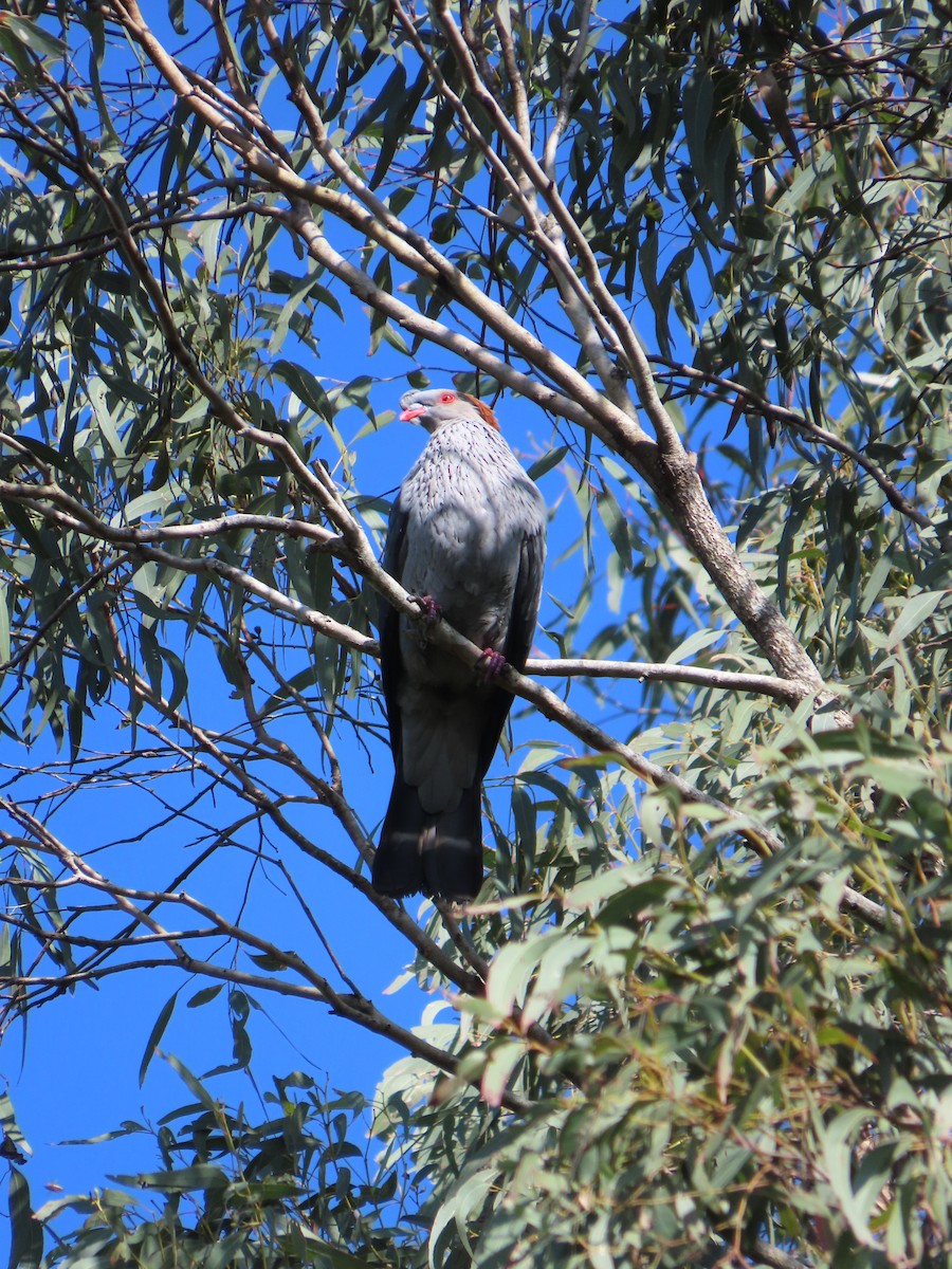 holub australský - ML611213511