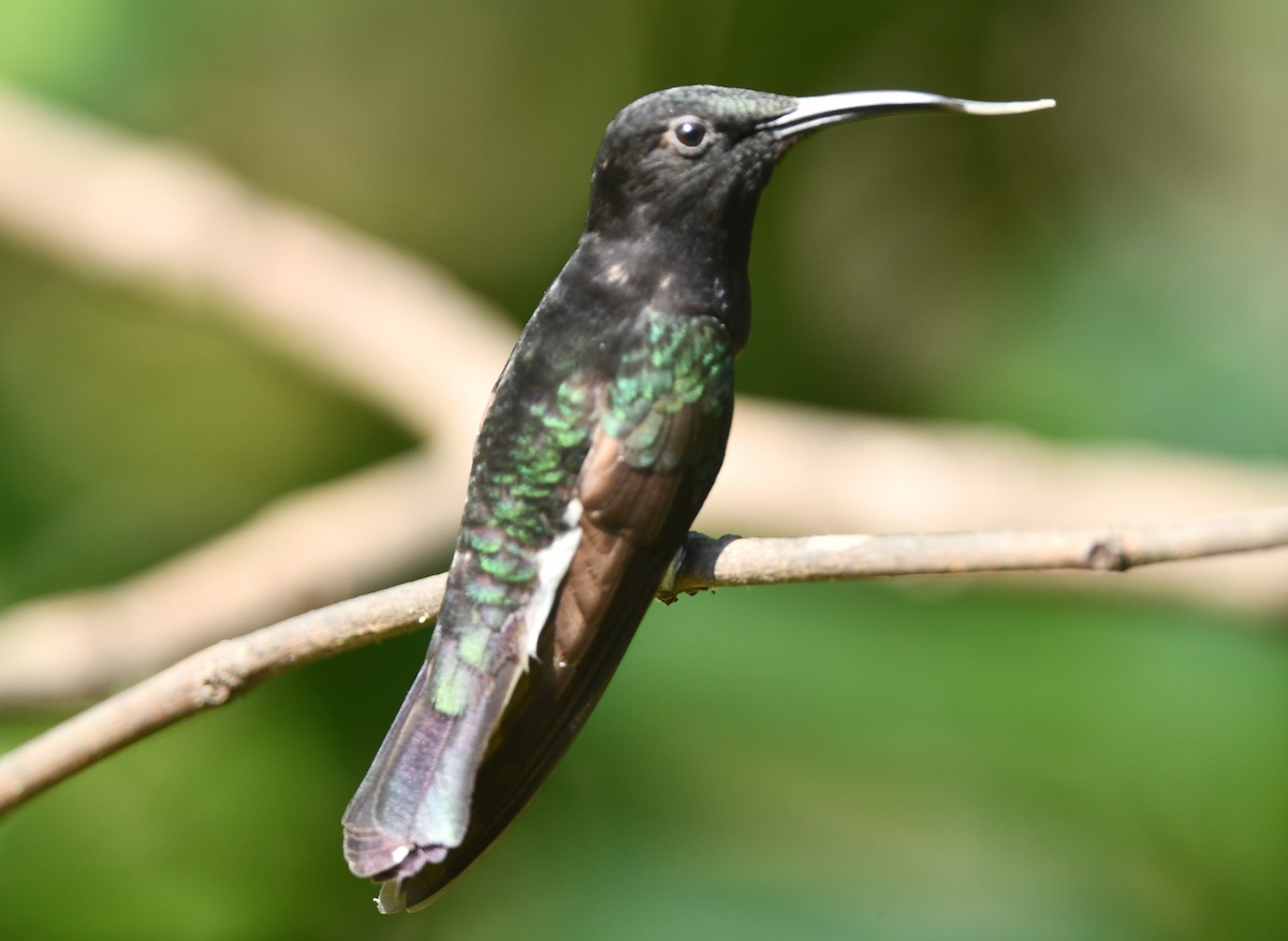 kolibřík černobílý - ML611213560