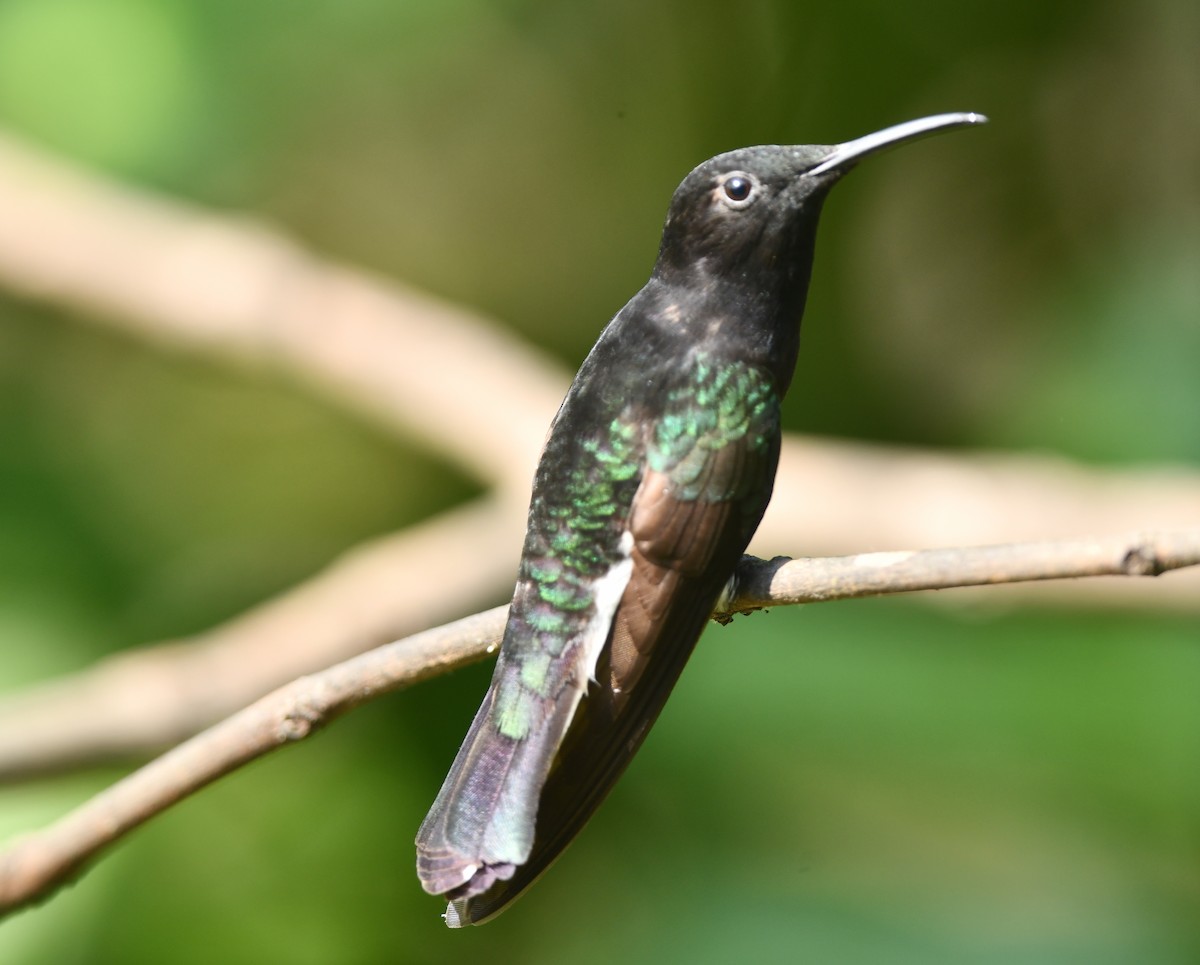 kolibřík černobílý - ML611213562