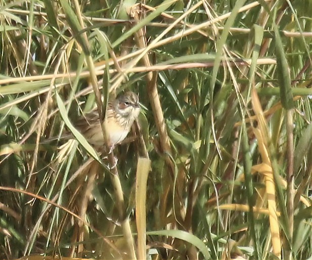 Chestnut-eared Bunting - Anne Heyerly