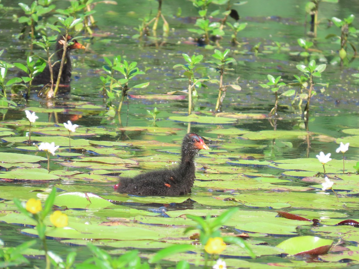 Dusky Moorhen - ML611213589