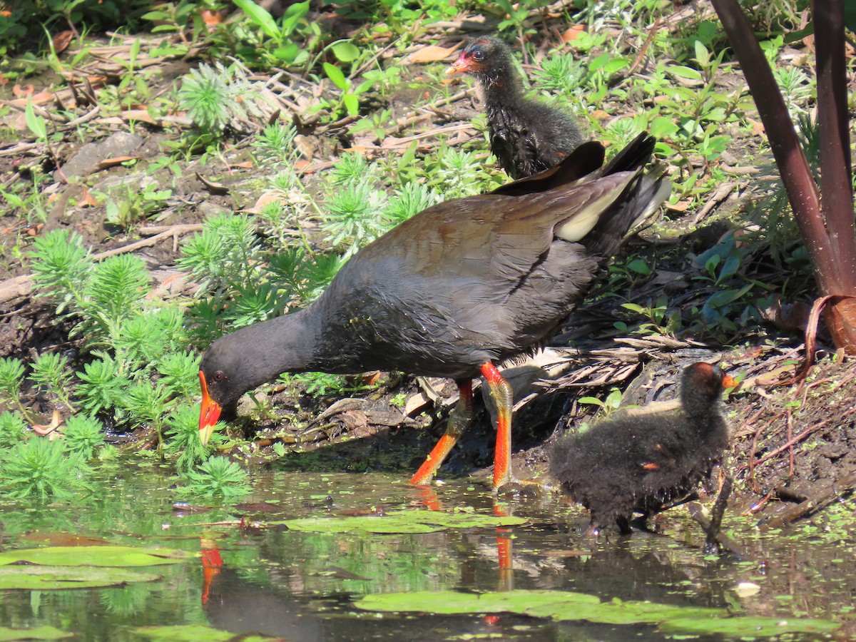 Dusky Moorhen - Jemaine Mulcahy