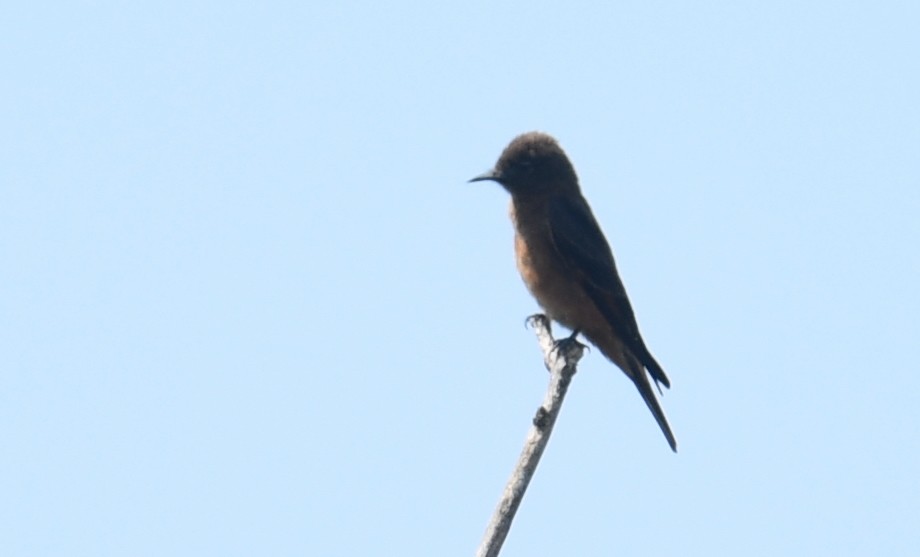 Cliff Flycatcher - Rob Cahill