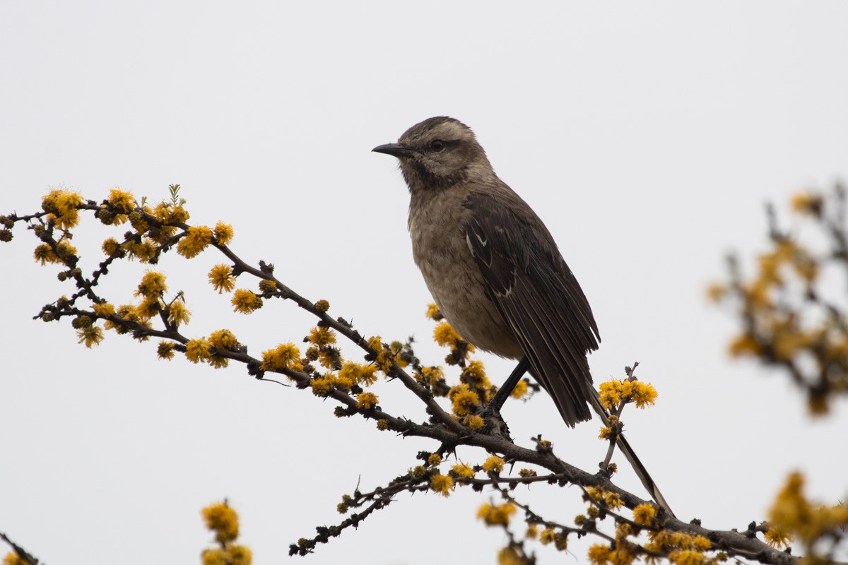 Chilean Mockingbird - ML611213656