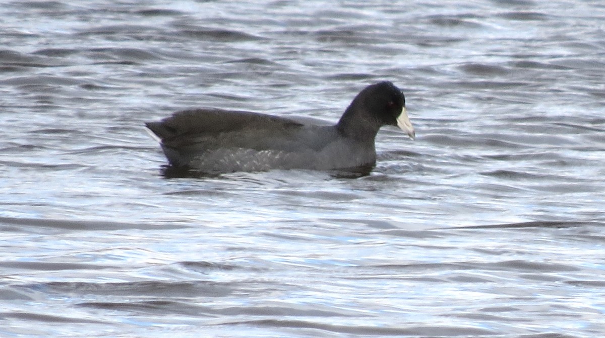 American Coot - ML611213697