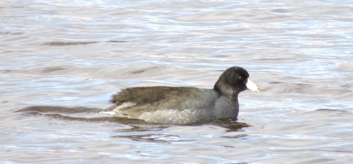 American Coot - ML611213699