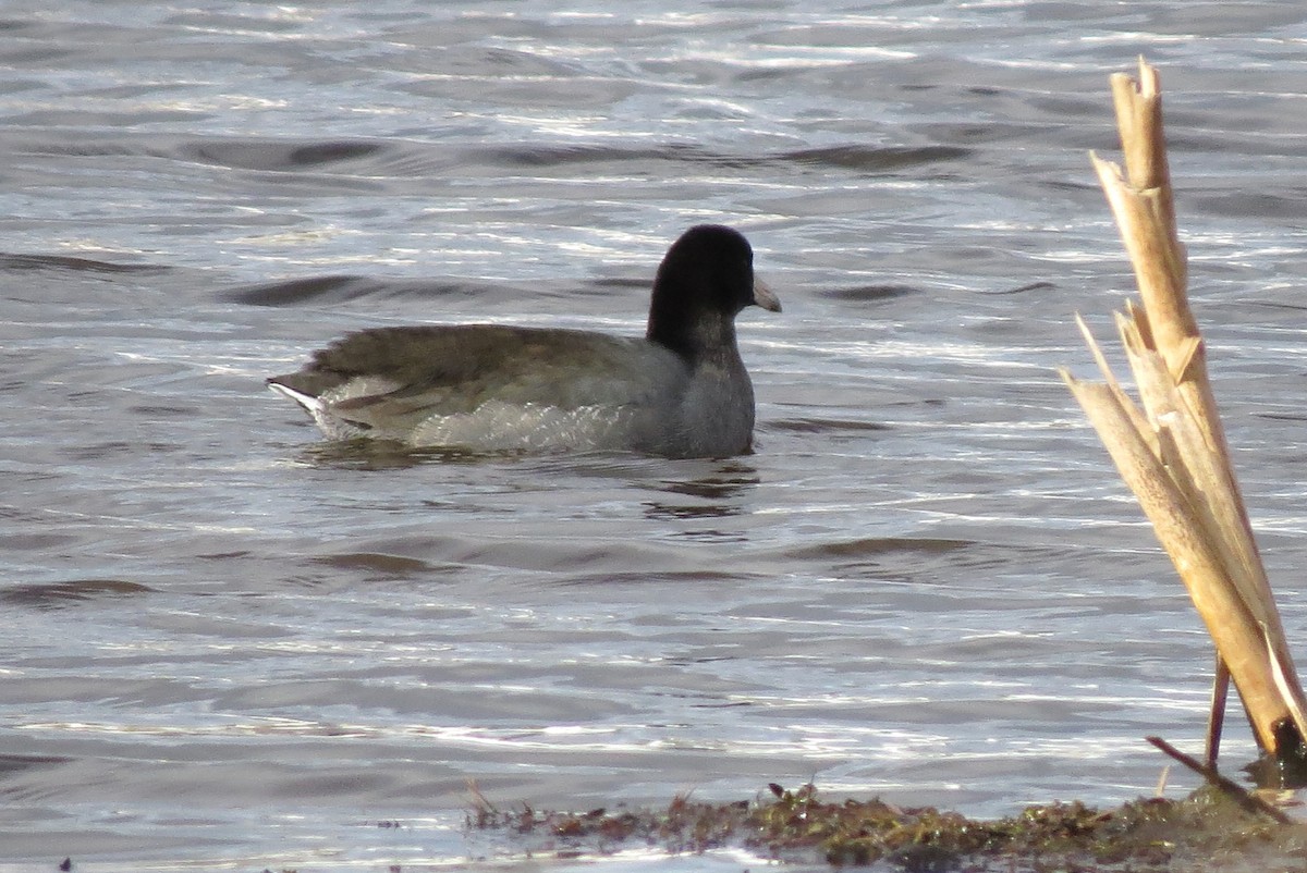 American Coot - ML611213701