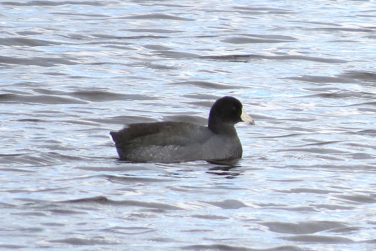 American Coot - ML611213706