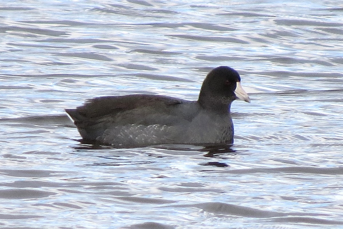 American Coot - ML611213708