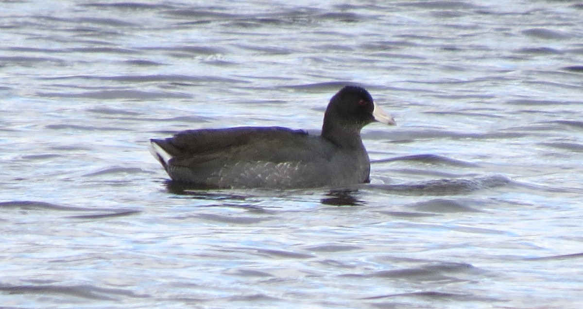 American Coot - ML611213711