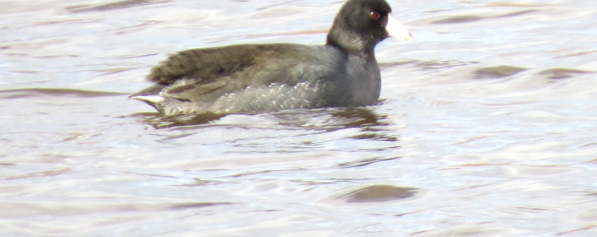 American Coot - ML611213715