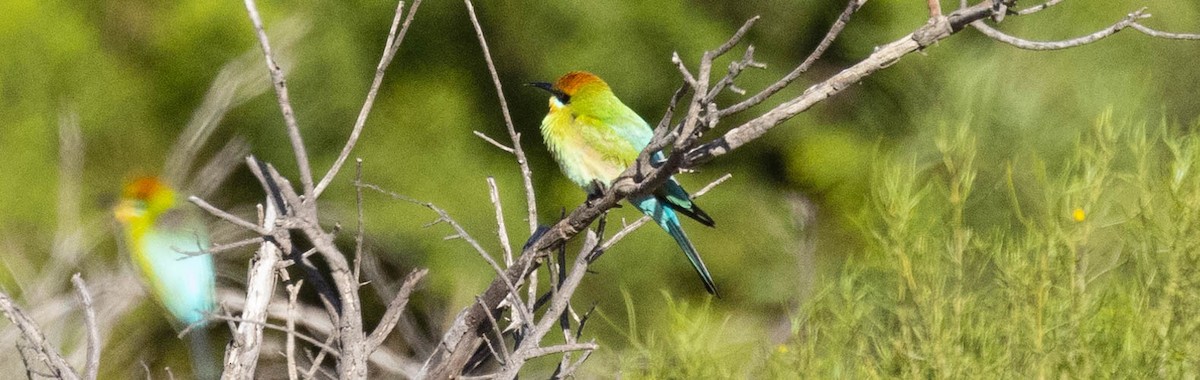 Rainbow Bee-eater - ML611213731