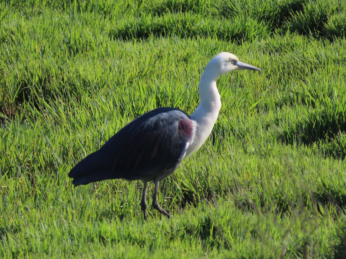 Pacific Heron - Sandra Henderson