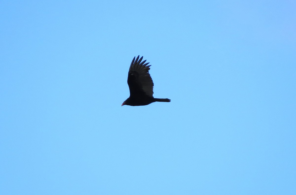 Turkey Vulture - James Hirtle