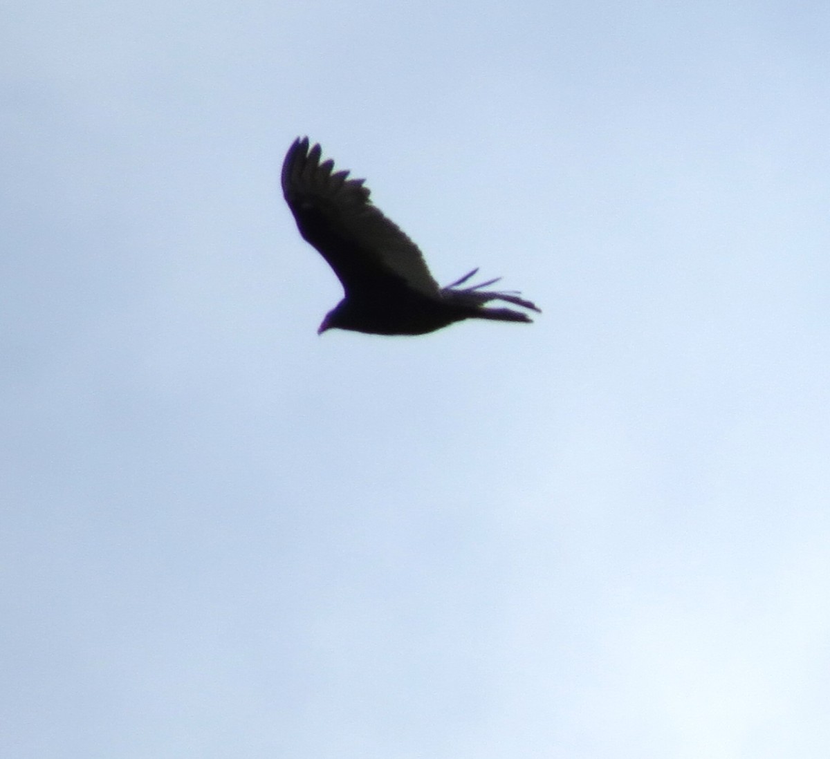 Turkey Vulture - ML611213777