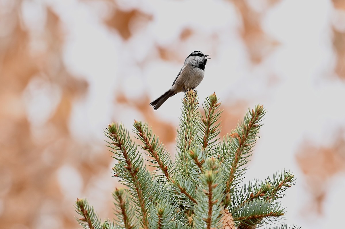 Mountain Chickadee - Bill Schneider