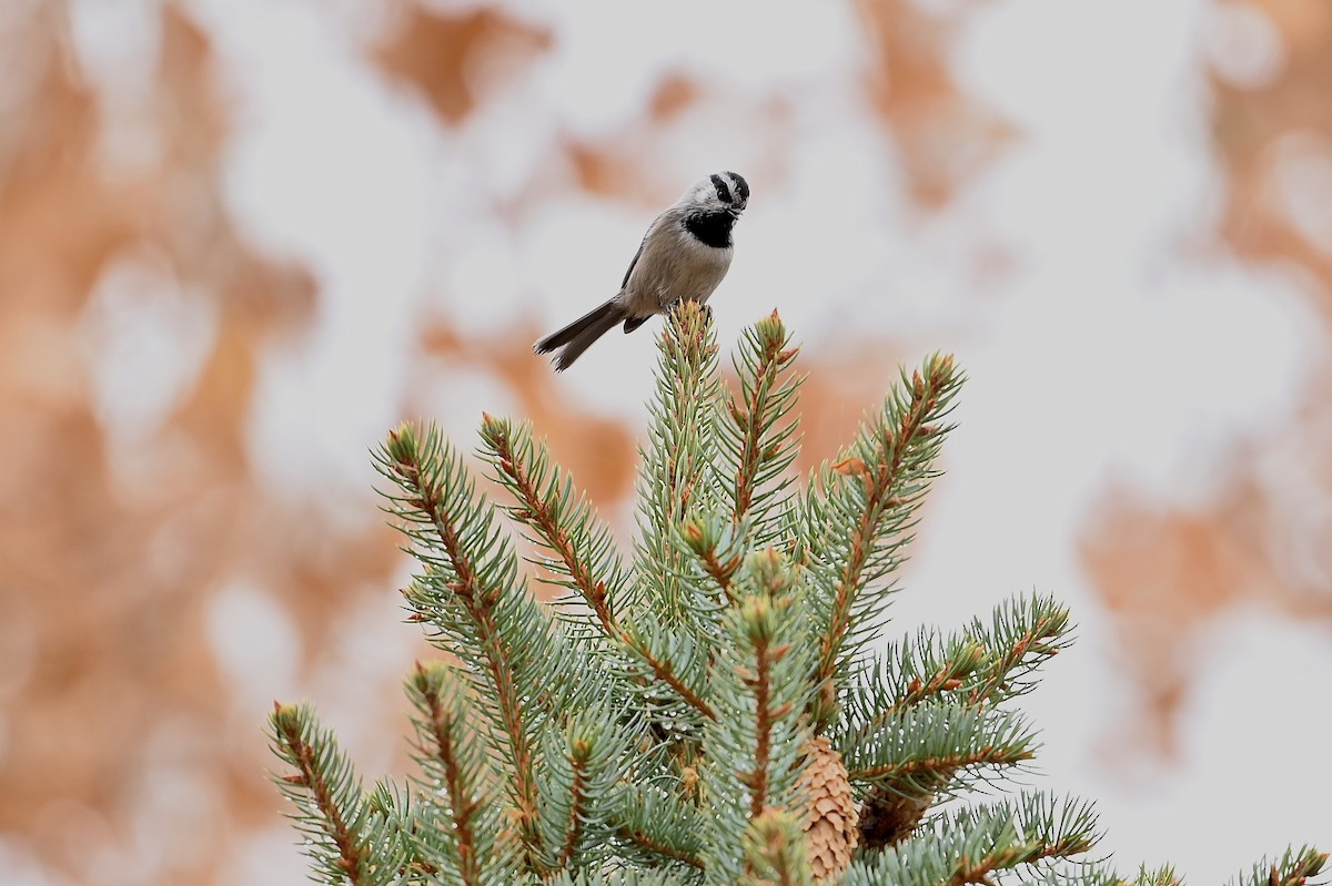 Mountain Chickadee - Bill Schneider