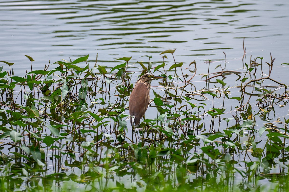 Chinese Pond-Heron - ML611213789