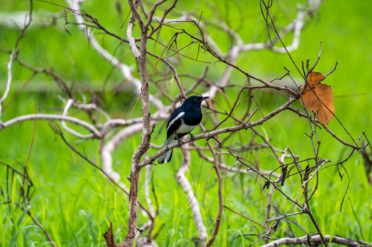 Oriental Magpie-Robin - ML611213809