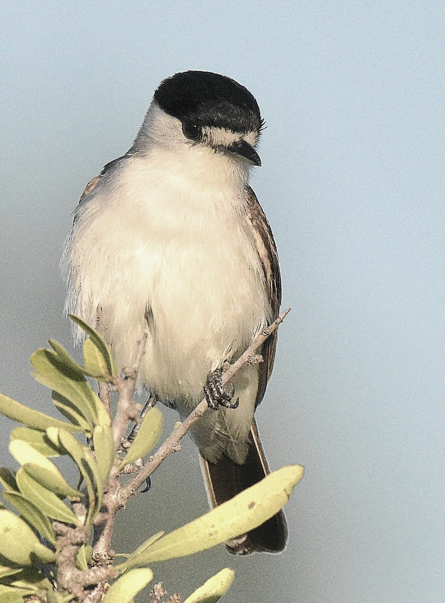 White-naped Xenopsaris - Maria Rosa Hernandez  Lopez