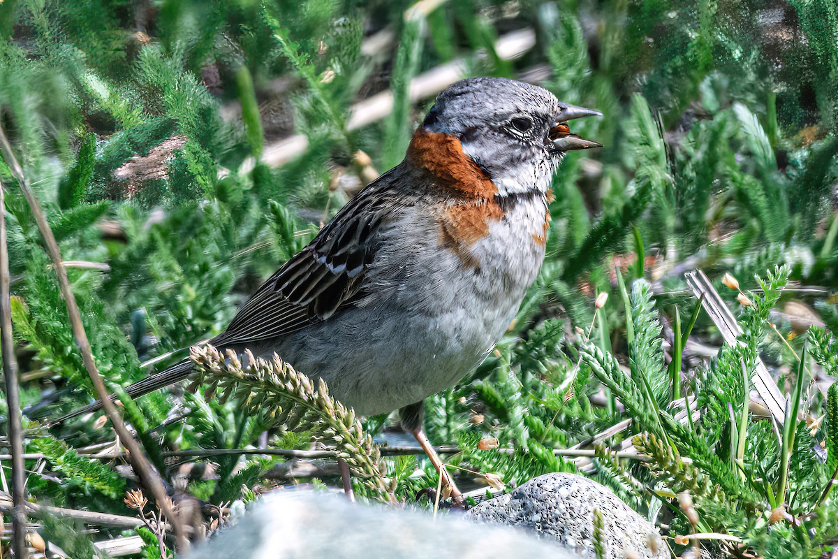 Rufous-collared Sparrow - Kurt Gaskill