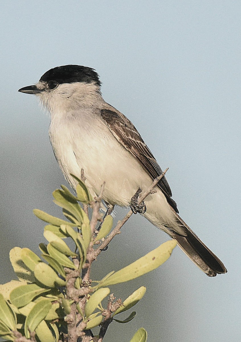 White-naped Xenopsaris - ML611213903