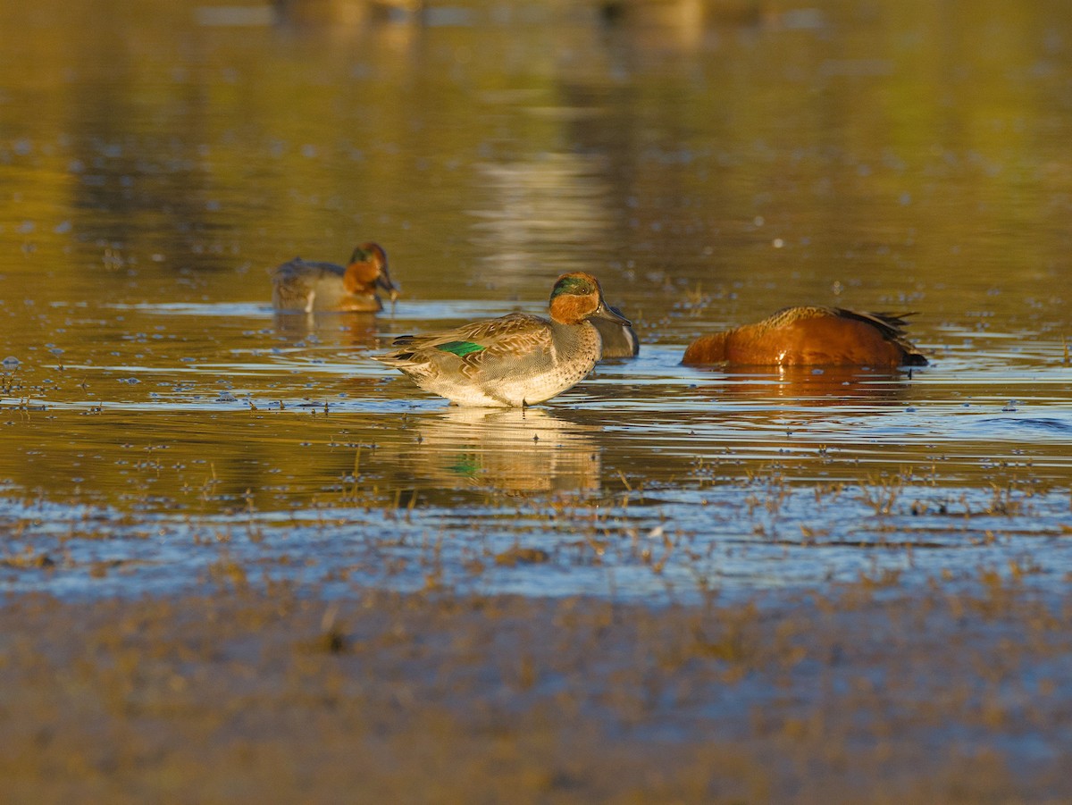 Green-winged Teal - ML611213945